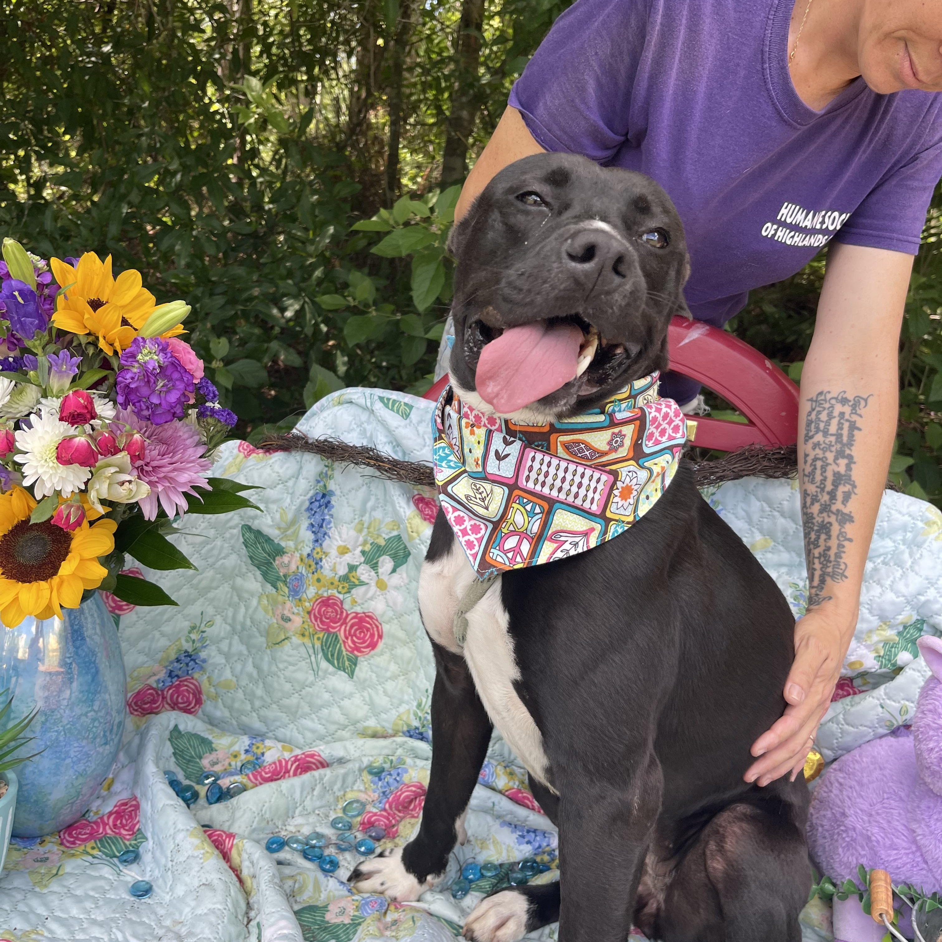 Qui Qui, a Adoptable mixed breed in Sebring, FL image 6/6