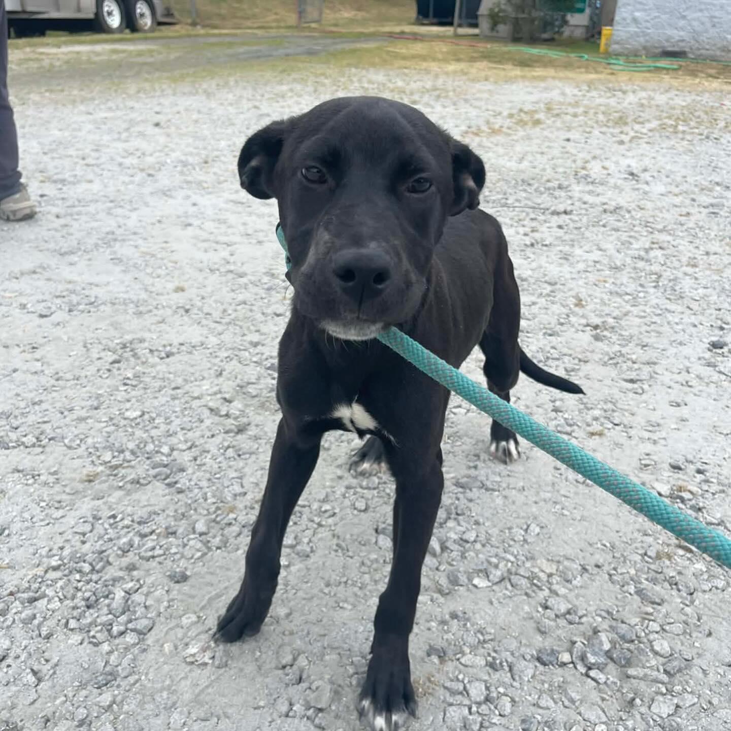 Enlarge Rodney Roo , a ADOPTABLE Mixed Breed in St. Albans, VT image 3/6