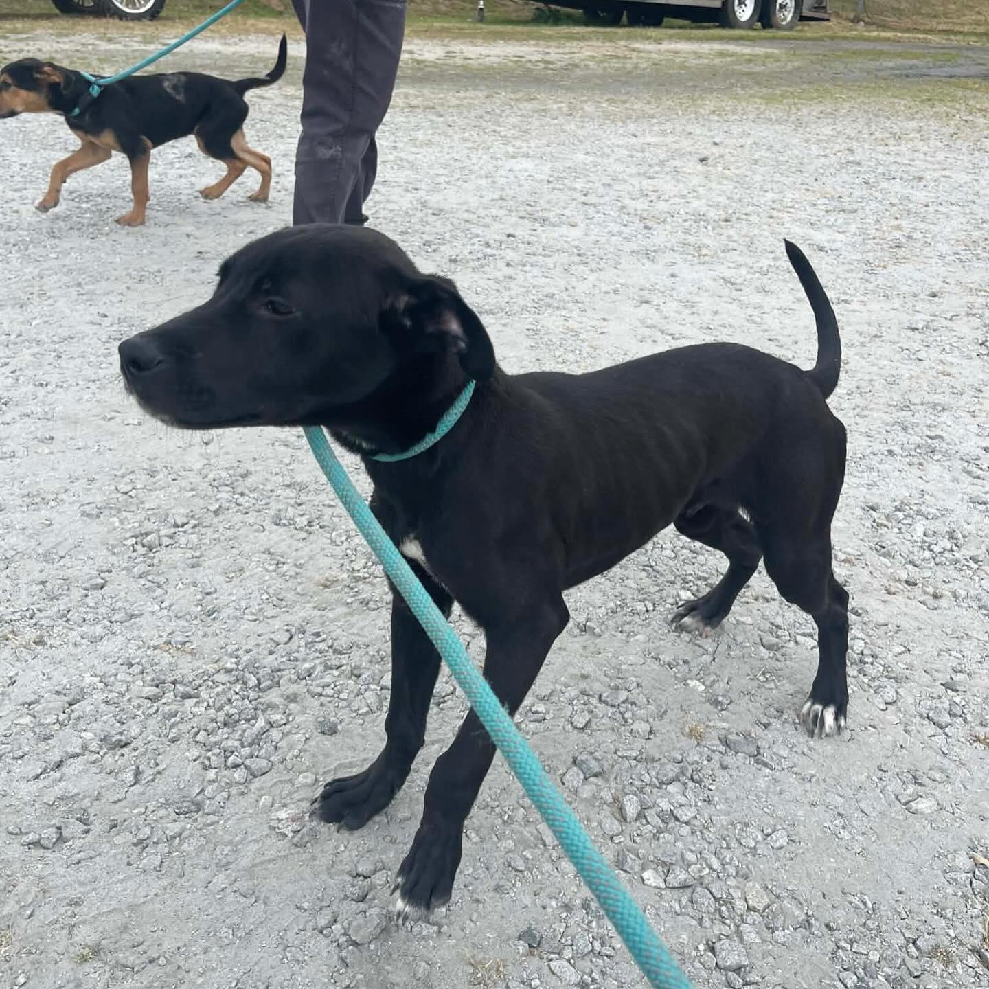 Enlarge Rodney Roo , a ADOPTABLE Mixed Breed in St. Albans, VT image 2/6
