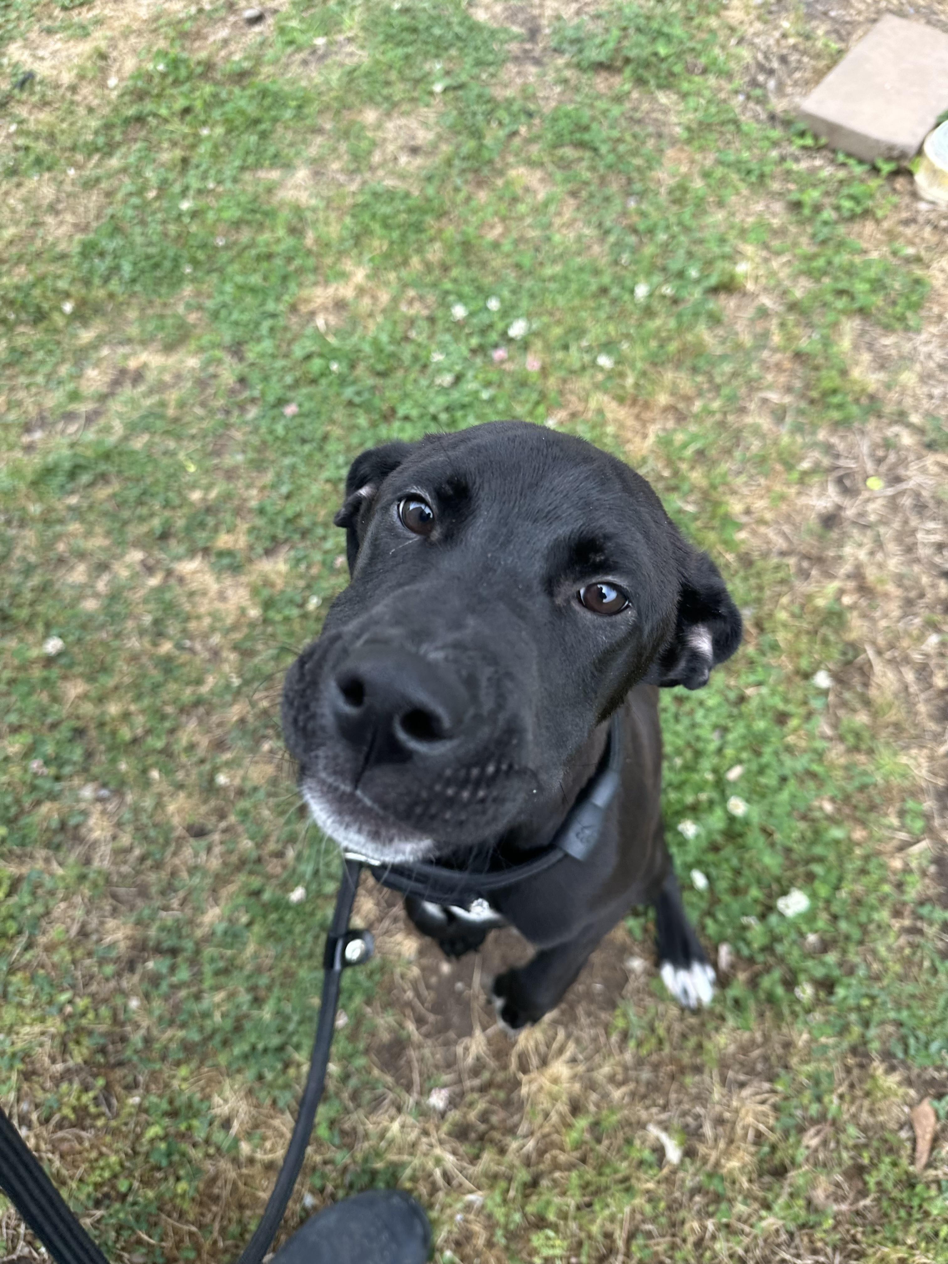Rodney Roo , ADOPTABLE, Young Male Mixed Breed.