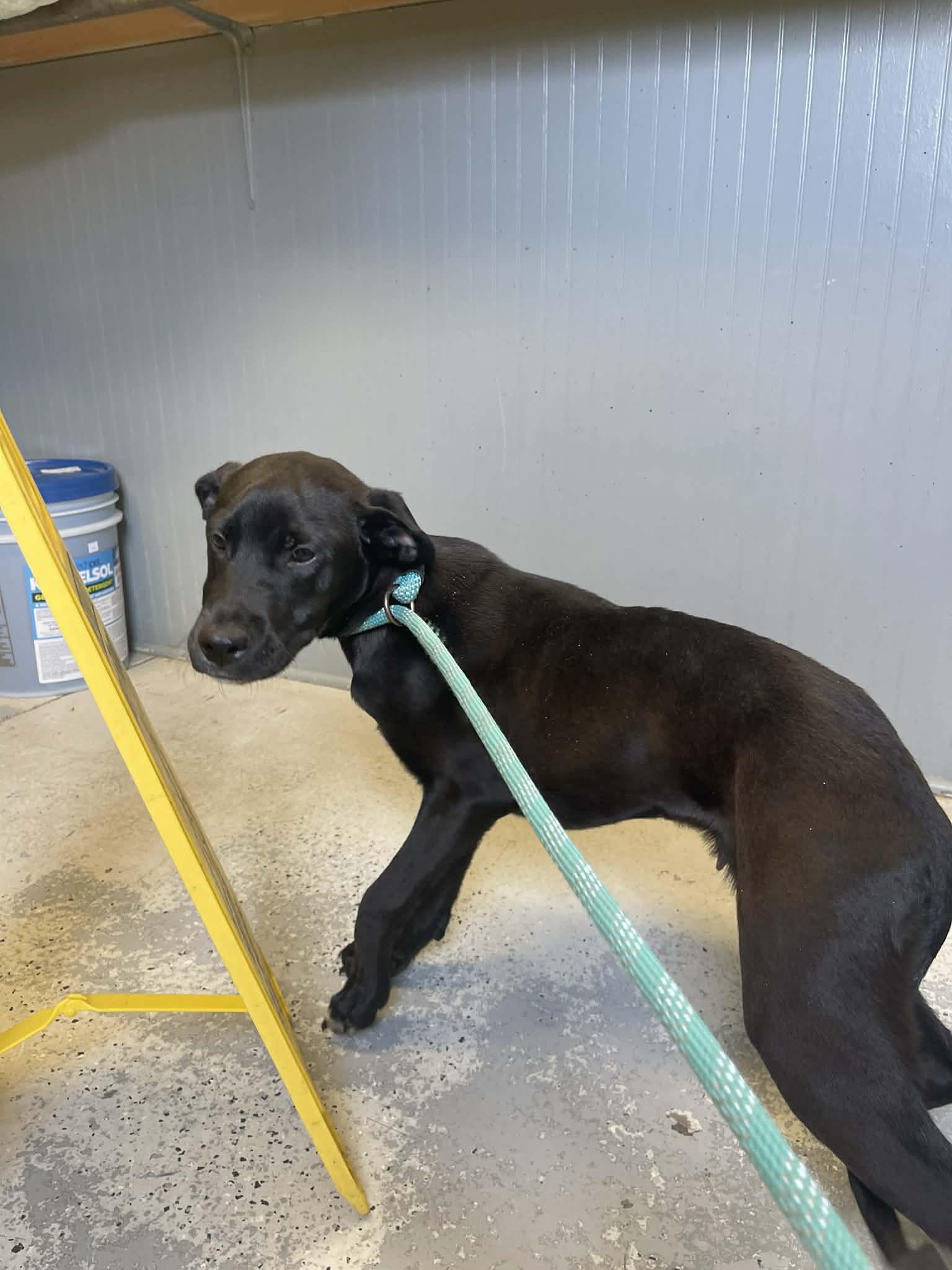 Enlarge Rodney Roo , a ADOPTABLE Mixed Breed in St. Albans, VT image 4/6