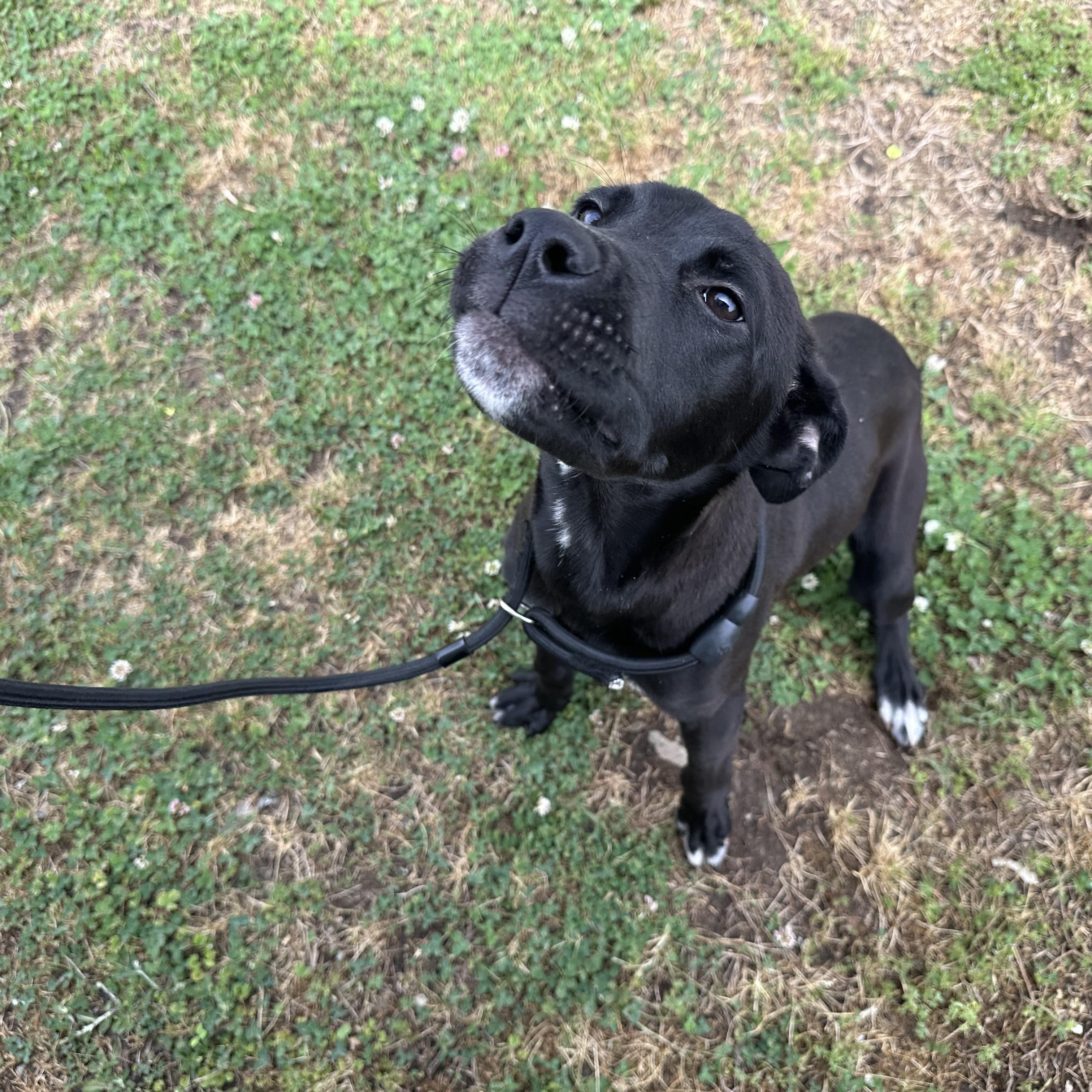 Enlarge Rodney Roo , a ADOPTABLE Mixed Breed in St. Albans, VT image 6/6