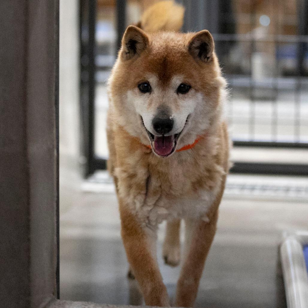 Enlarge Cheyenne (MR26-333), a Adoptable Shiba Inu in Peyton, CO image 1/6