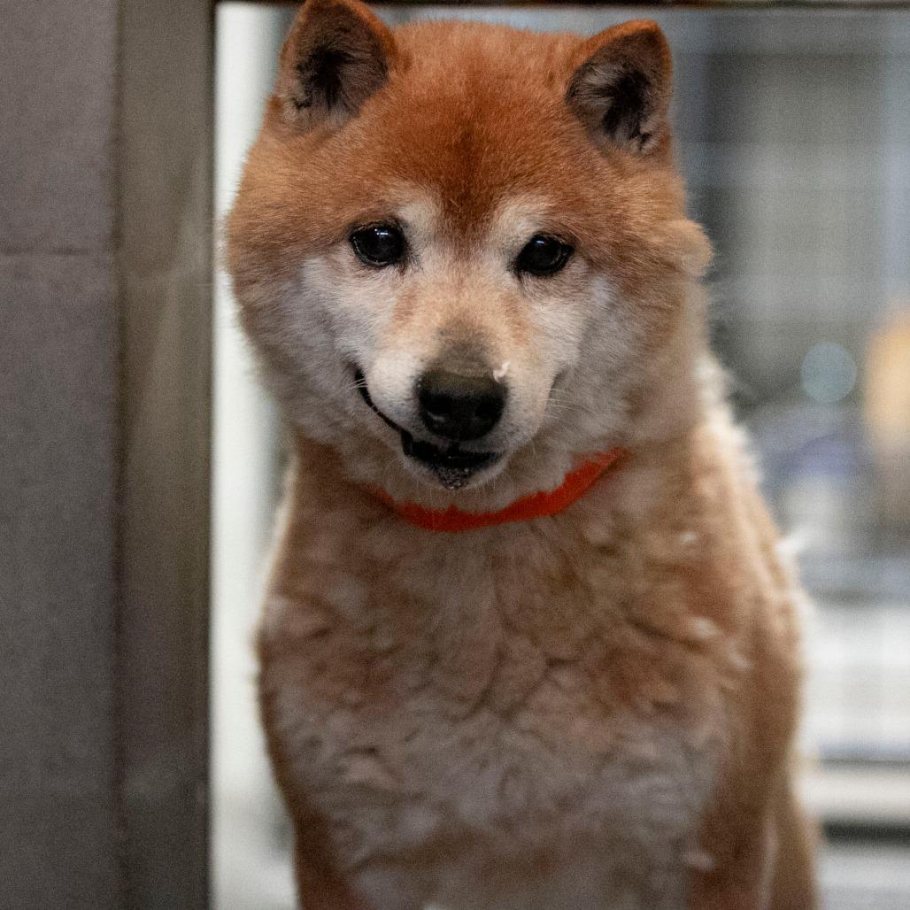Enlarge Cheyenne (MR26-333), a Adoptable Shiba Inu in Peyton, CO image 2/6