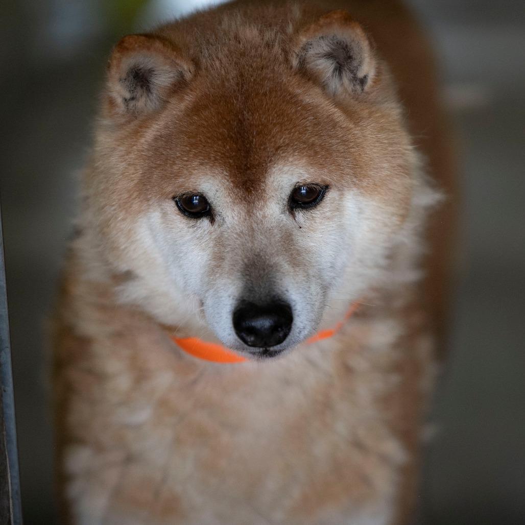Enlarge Cheyenne (MR26-333), a Adoptable Shiba Inu in Peyton, CO image 3/6