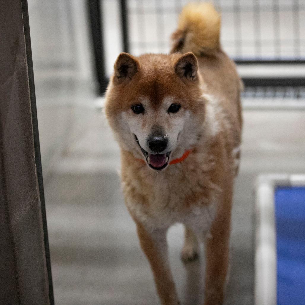 Enlarge Cheyenne (MR26-333), a Adoptable Shiba Inu in Peyton, CO image 4/6