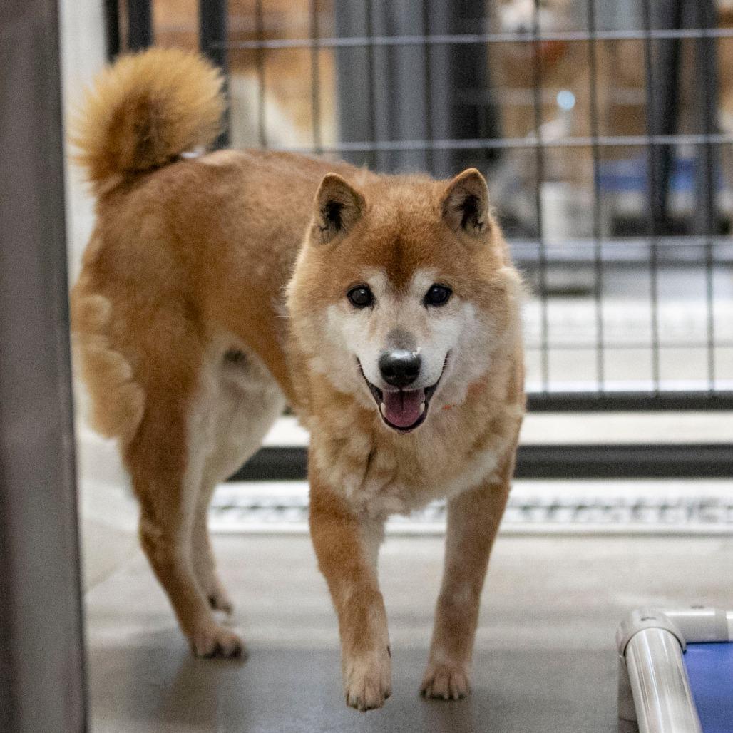 Enlarge Cheyenne (MR26-333), a Adoptable Shiba Inu in Peyton, CO image 5/6
