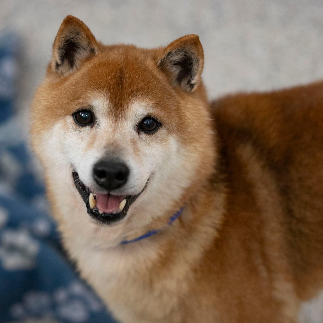 Enlarge Cheyenne (MR26-333), a Adoptable Shiba Inu in Peyton, CO image 6/6
