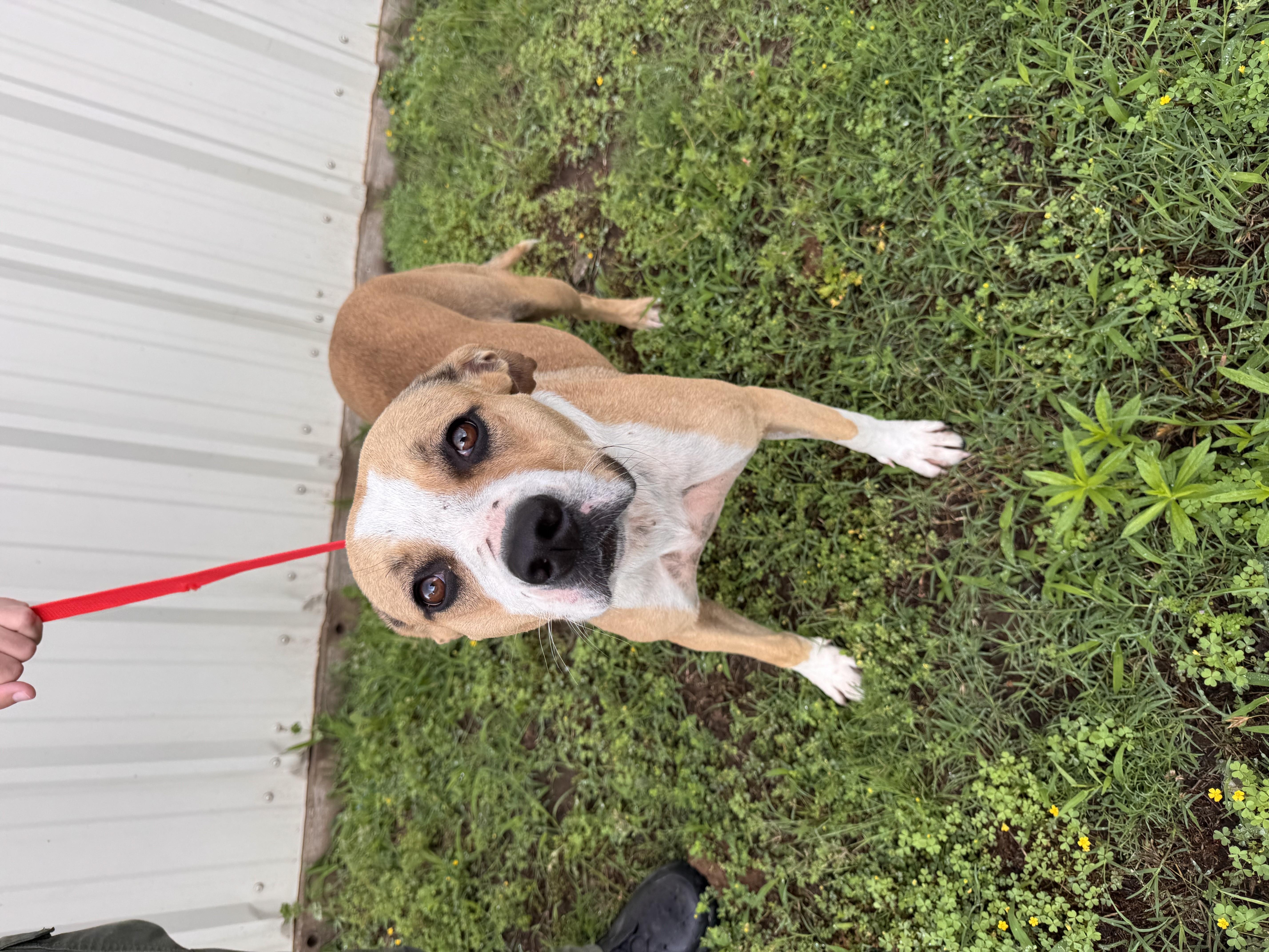 Enlarge Charlotte, an adopted mixed breed in Jenks, OK image 1/1