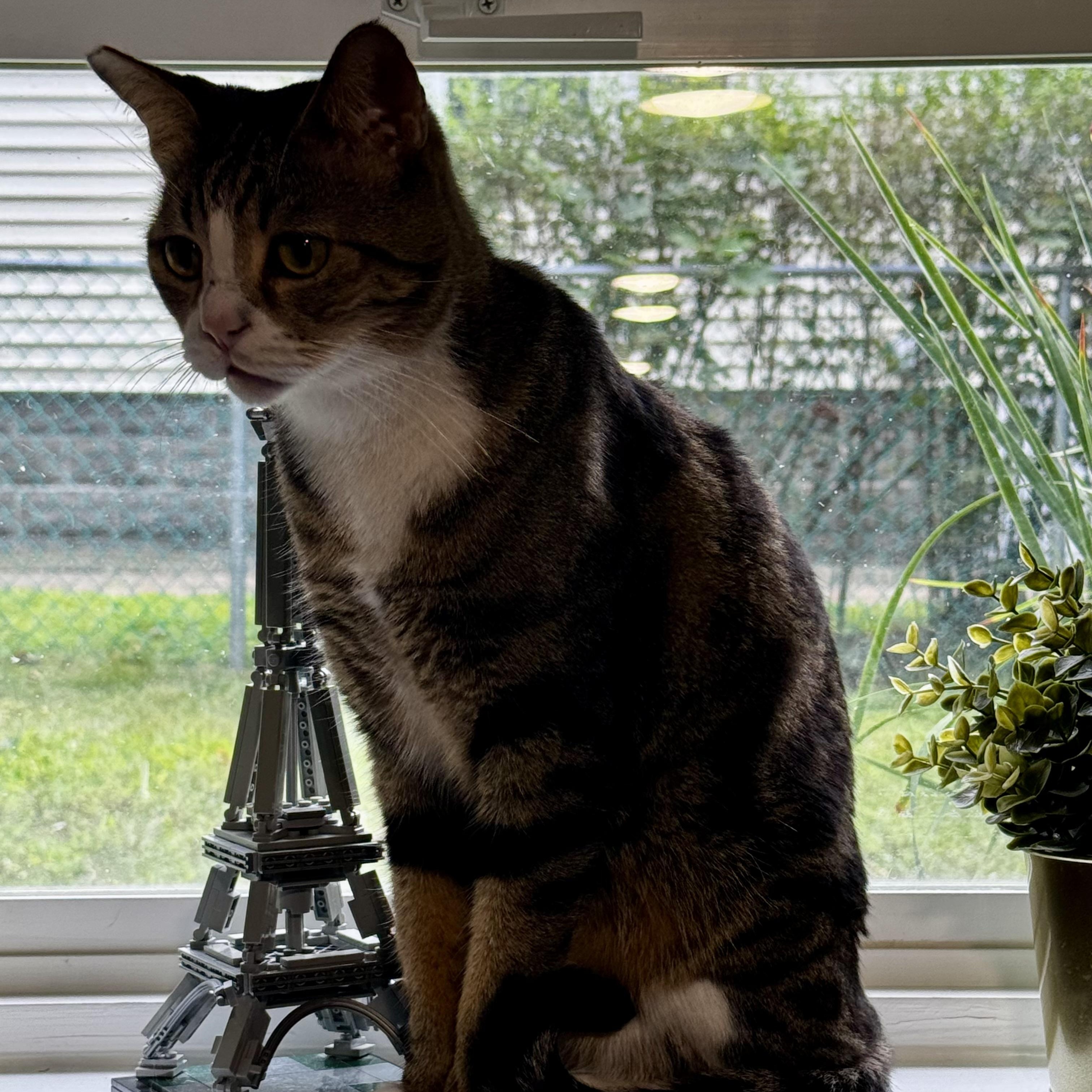 Enlarge Marky, a ADOPTABLE mixed breed in Melrose, MA image 4/6