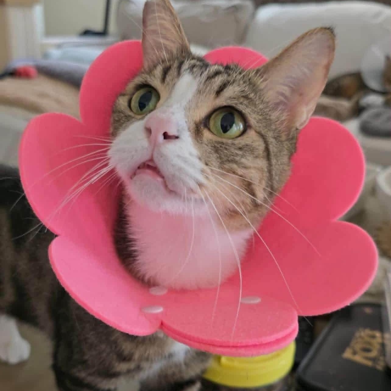 Marky, ADOPTABLE, Adult Male Domestic Medium Hair & Bengal.
