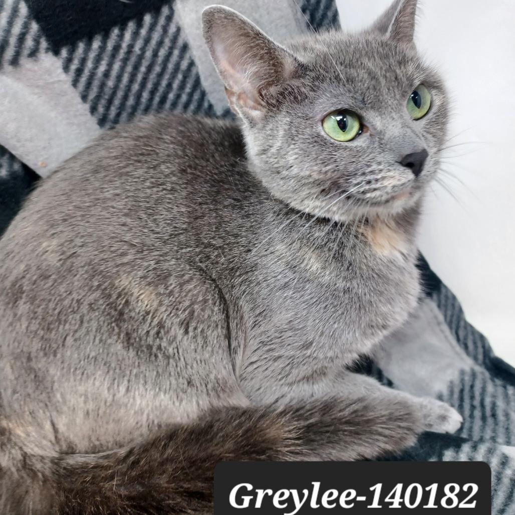 Enlarge Greylee, a Adoptable Domestic Short Hair in New Tazewell, TN image 1/1
