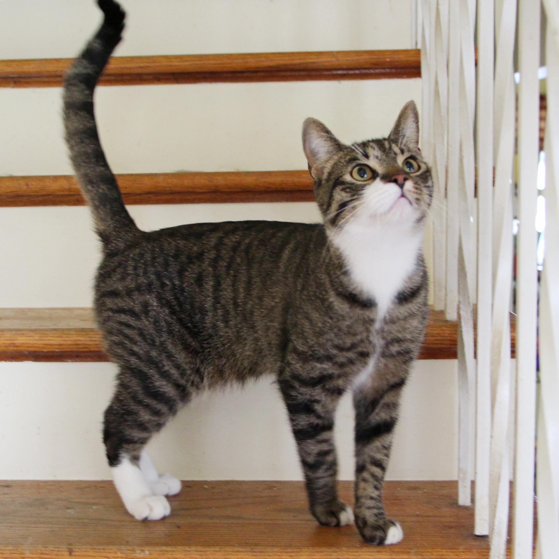 Enlarge Liam, a Adoptable mixed breed in Harrisburg, PA image 4/6