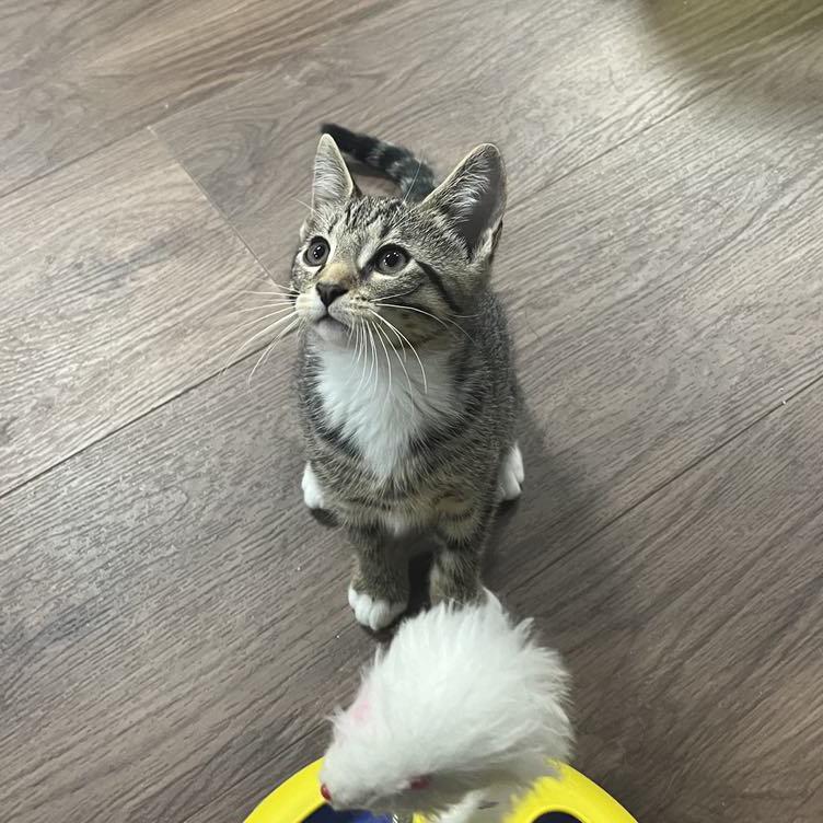 Enlarge Liam, a Adoptable mixed breed in Harrisburg, PA image 4/5