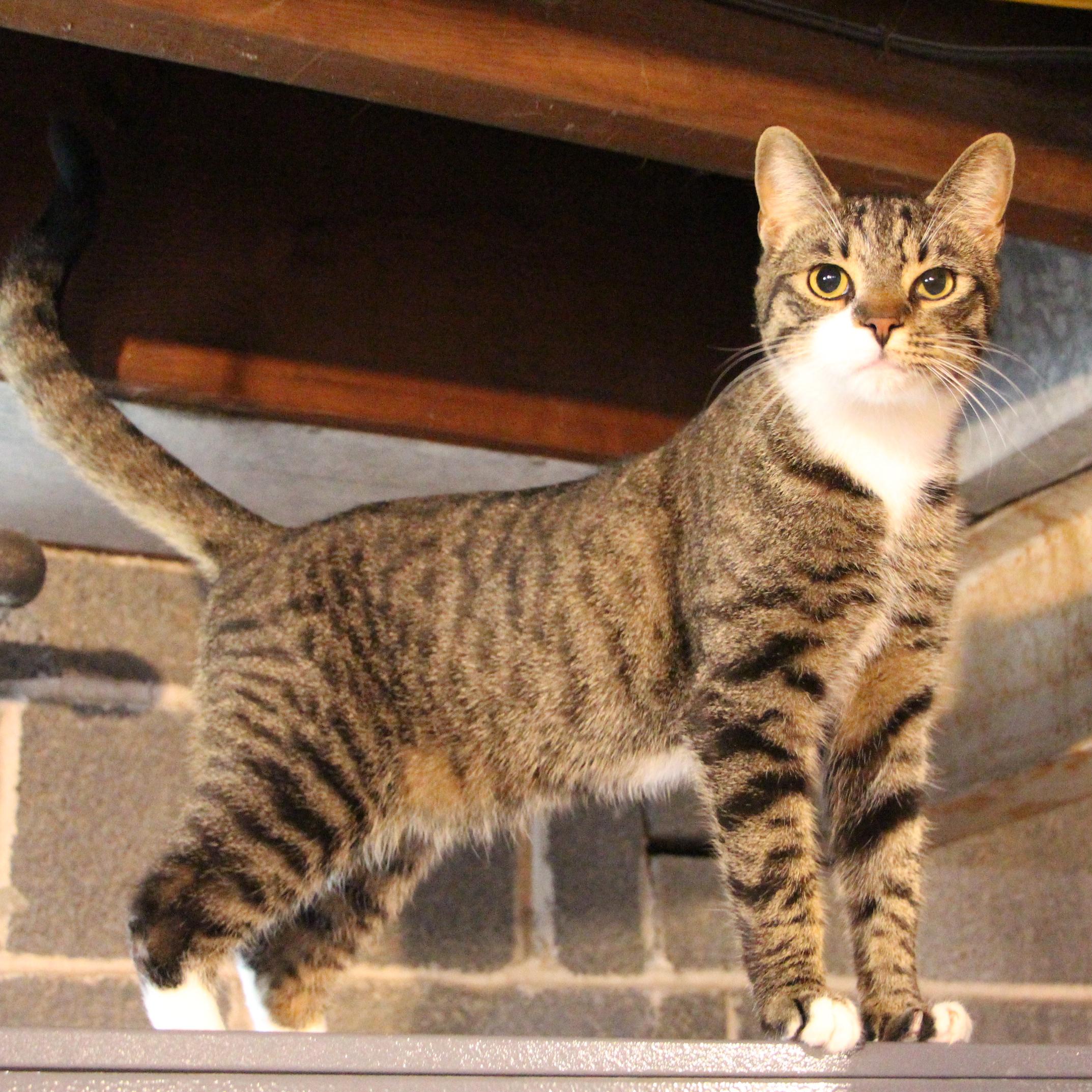 Enlarge Liam, a Adoptable mixed breed in Harrisburg, PA image 3/6