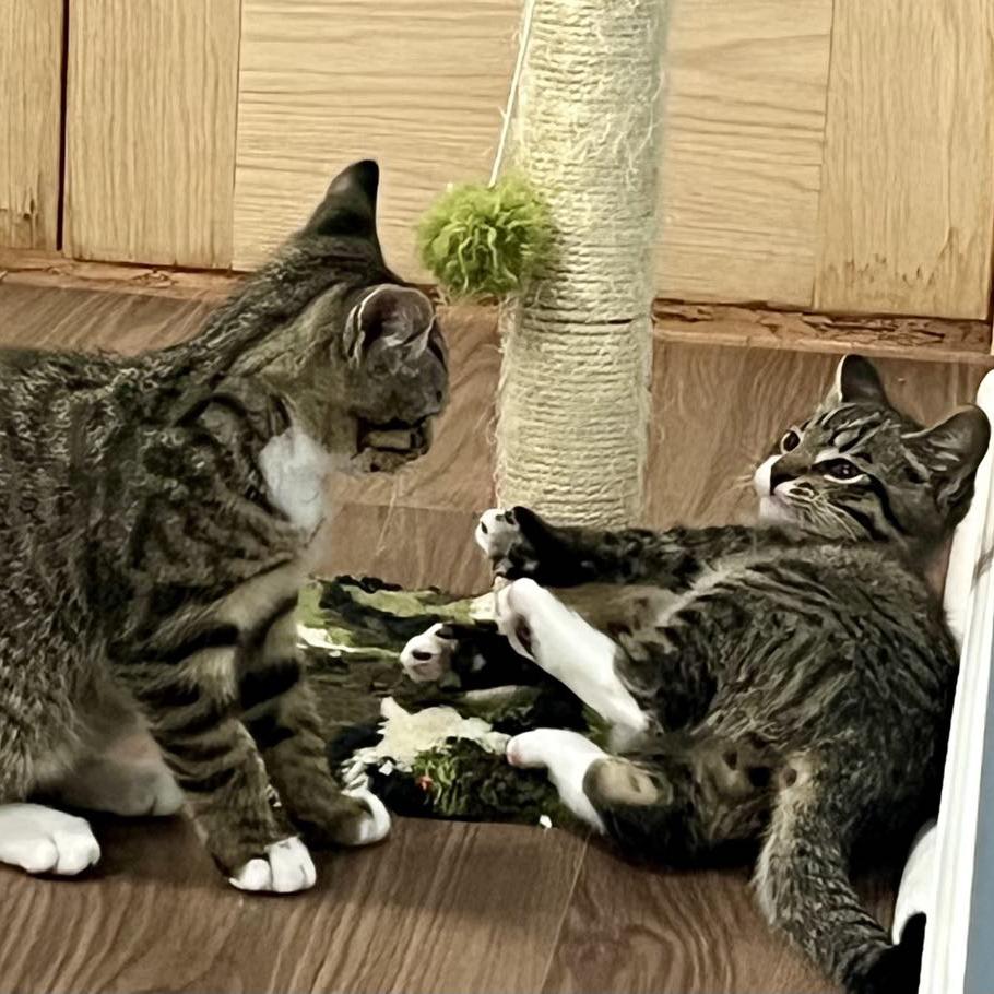 Enlarge Liam, a Adoptable mixed breed in Harrisburg, PA image 5/5