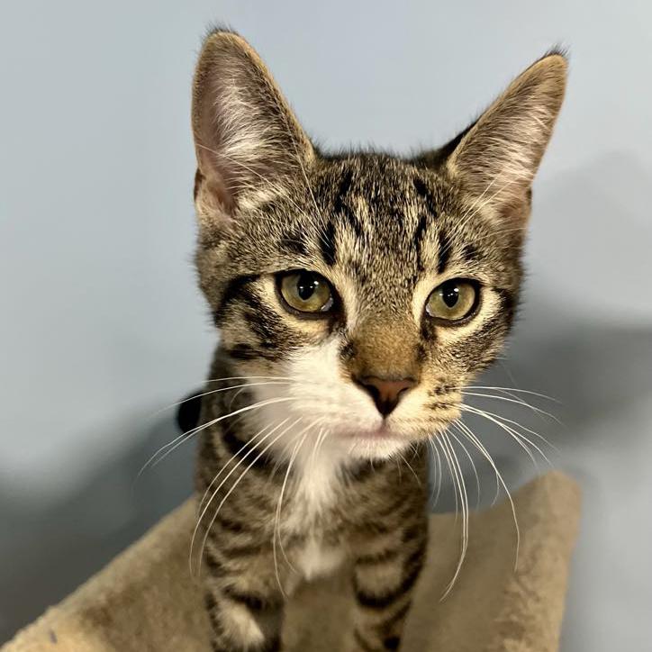 Liam, Adoptable, Kitten Male Tabby & Domestic Short Hair.