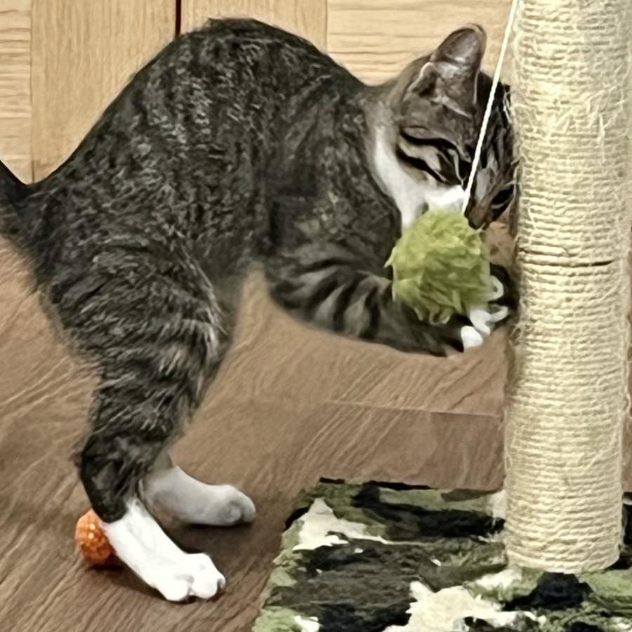 Enlarge Liam, a Adoptable mixed breed in Harrisburg, PA image 3/5