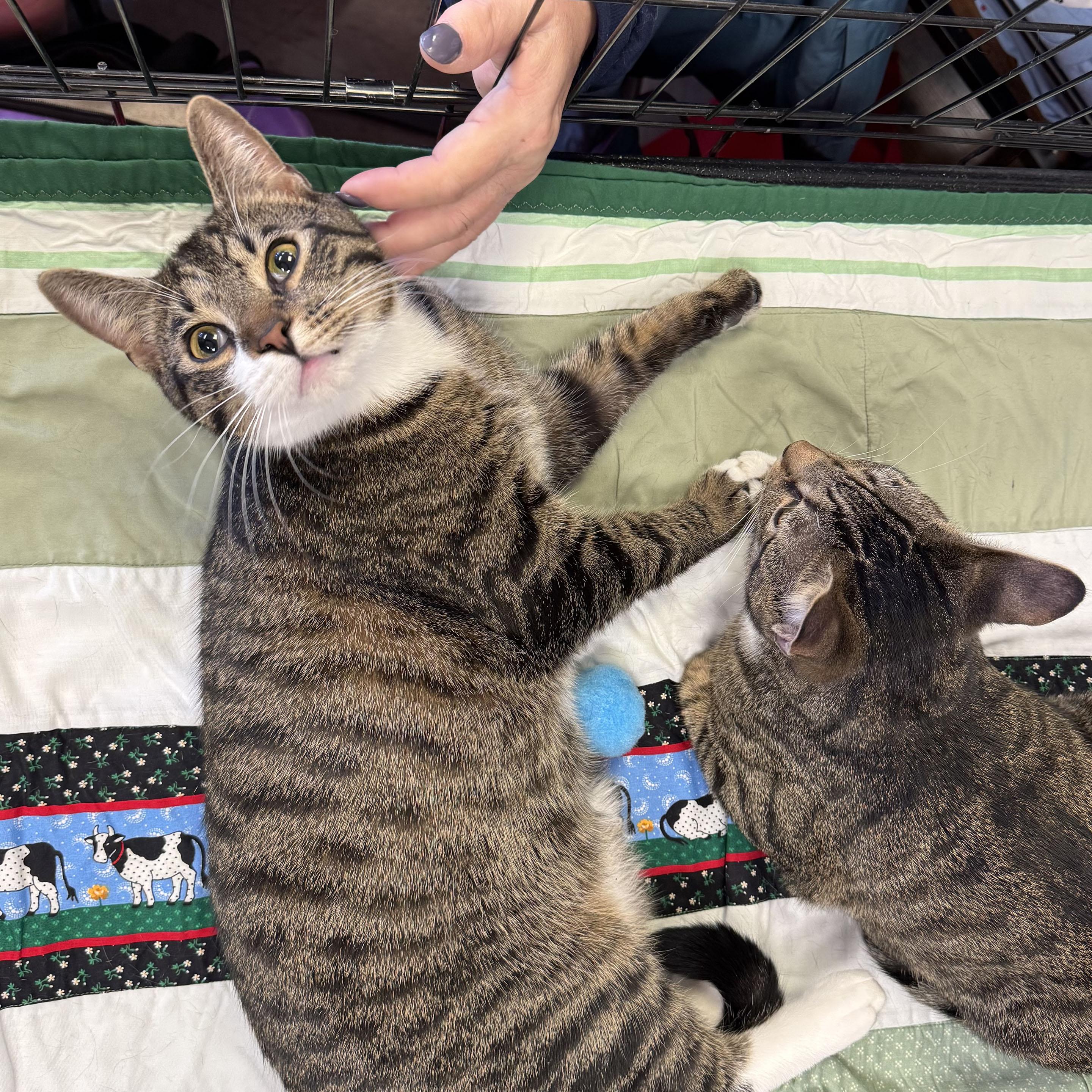 Enlarge Liam, a Adoptable mixed breed in Harrisburg, PA image 2/6