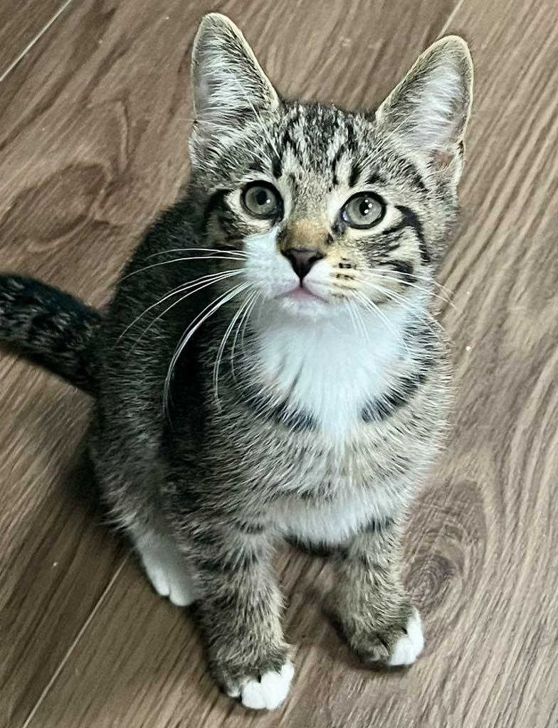 Enlarge Liam, a Adoptable mixed breed in Harrisburg, PA image 2/5