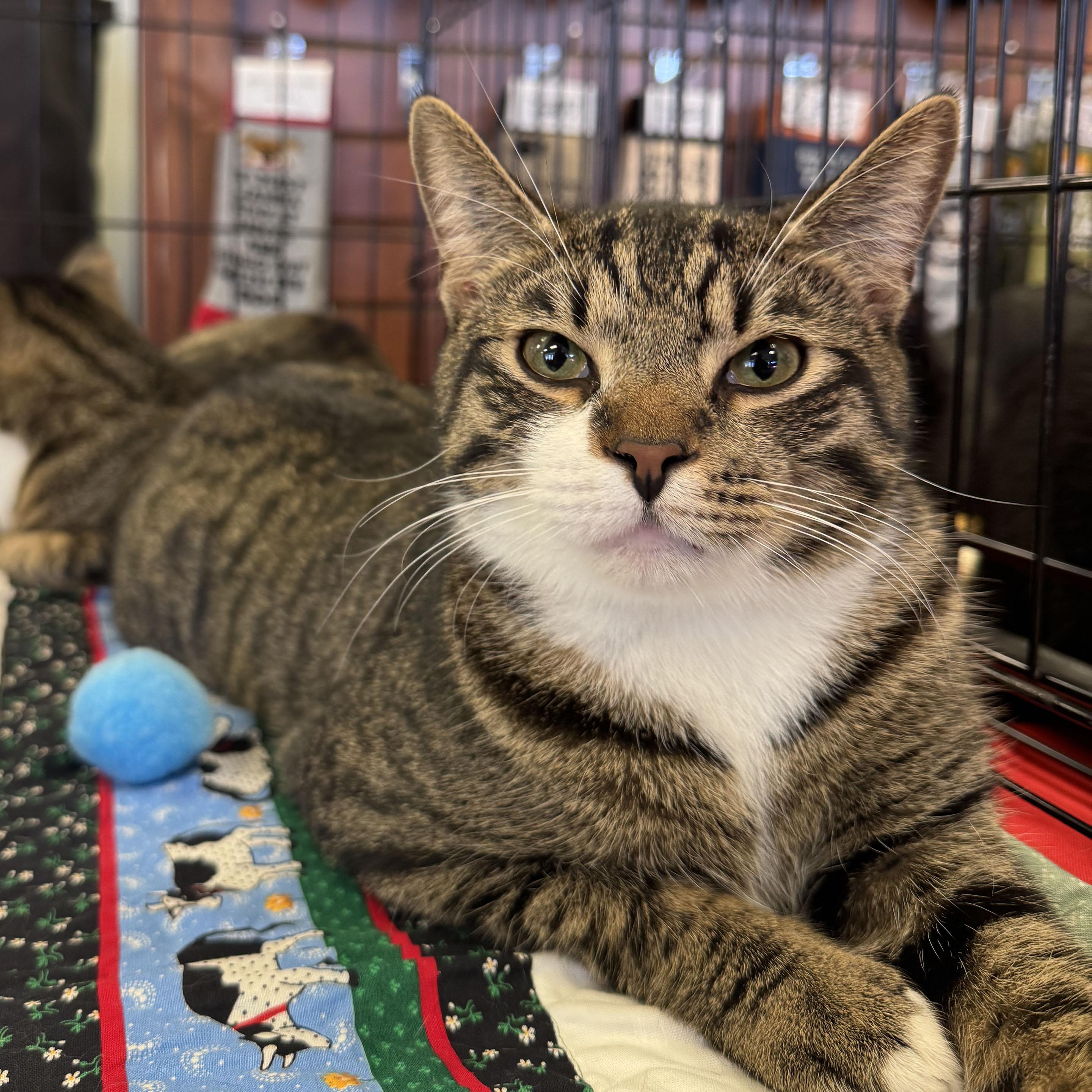 Enlarge Liam, a Adoptable mixed breed in Harrisburg, PA image 1/6