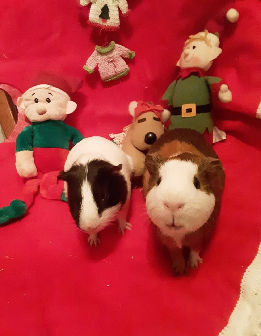 Peanut and Brim, adopted, Adult Male Guinea Pig.