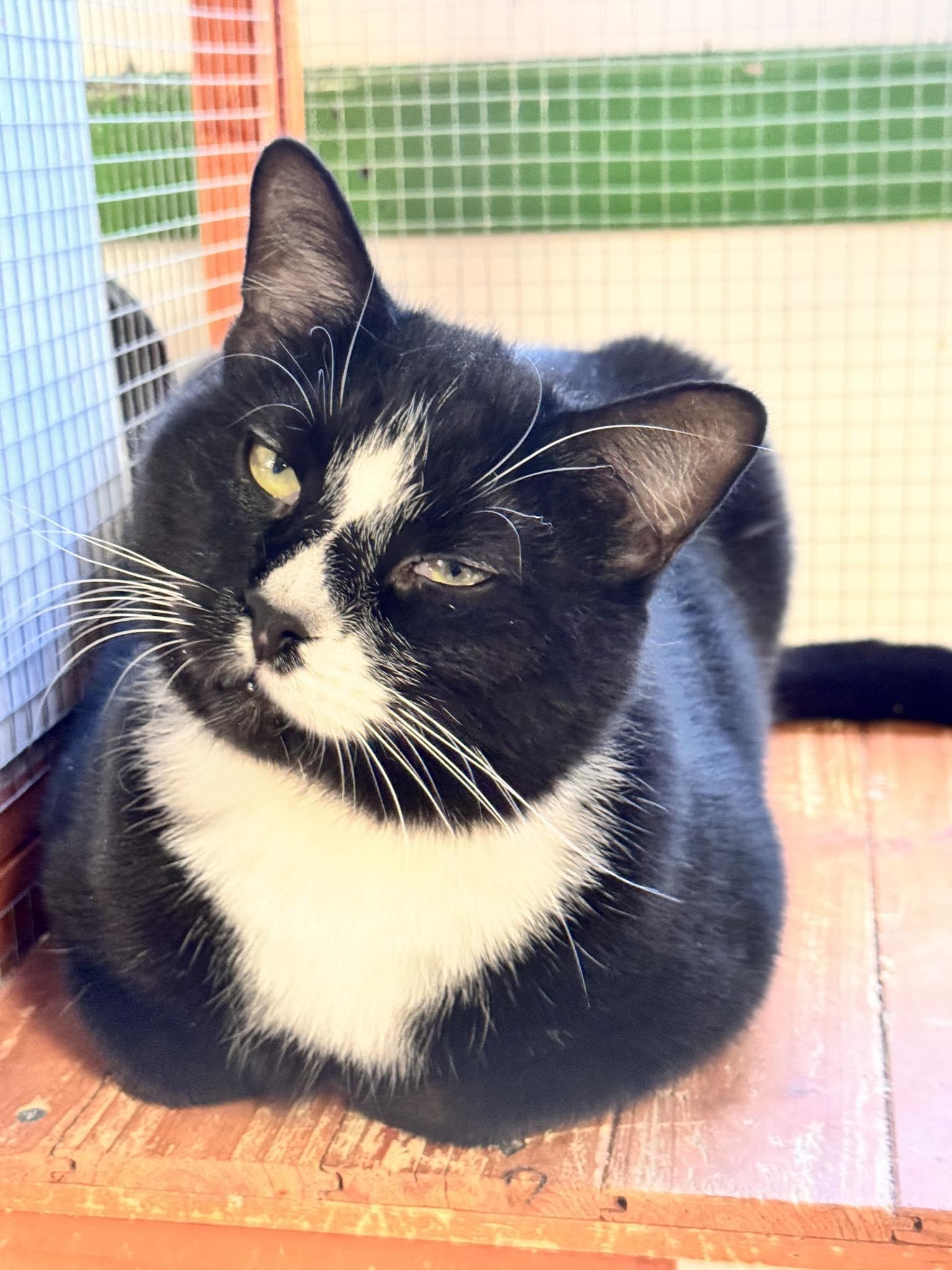 Enlarge Magic 8, a ADOPTABLE Domestic Short Hair in Erie, PA image 2/3