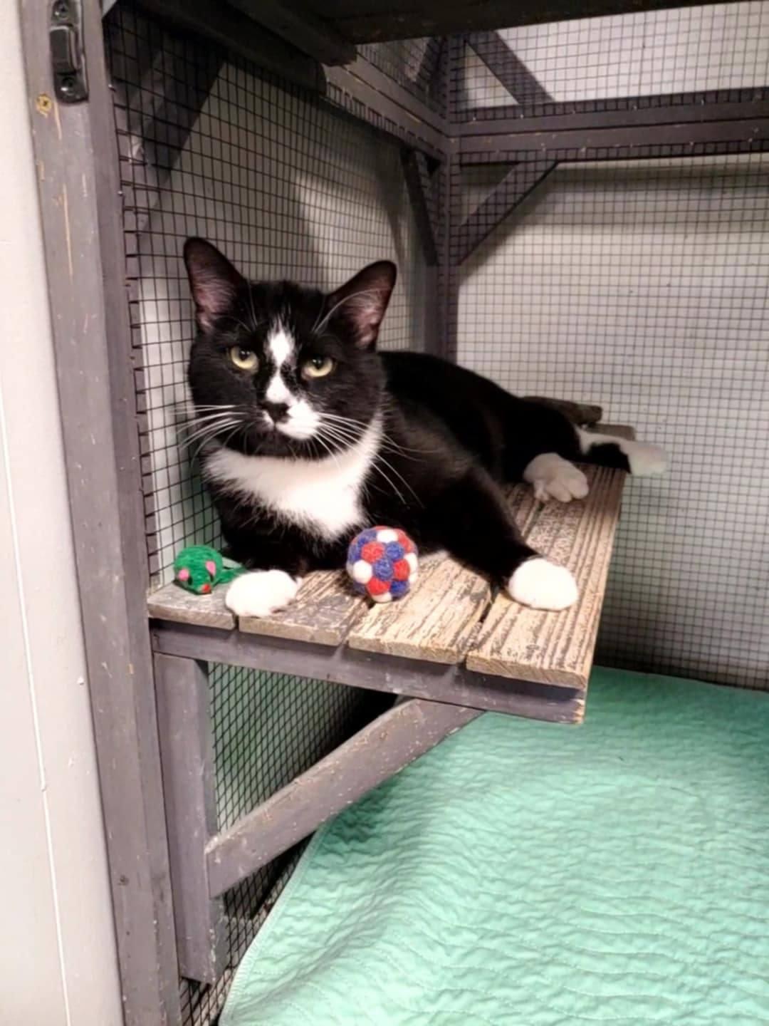 Enlarge Magic 8, a ADOPTABLE Domestic Short Hair in Erie, PA image 3/3