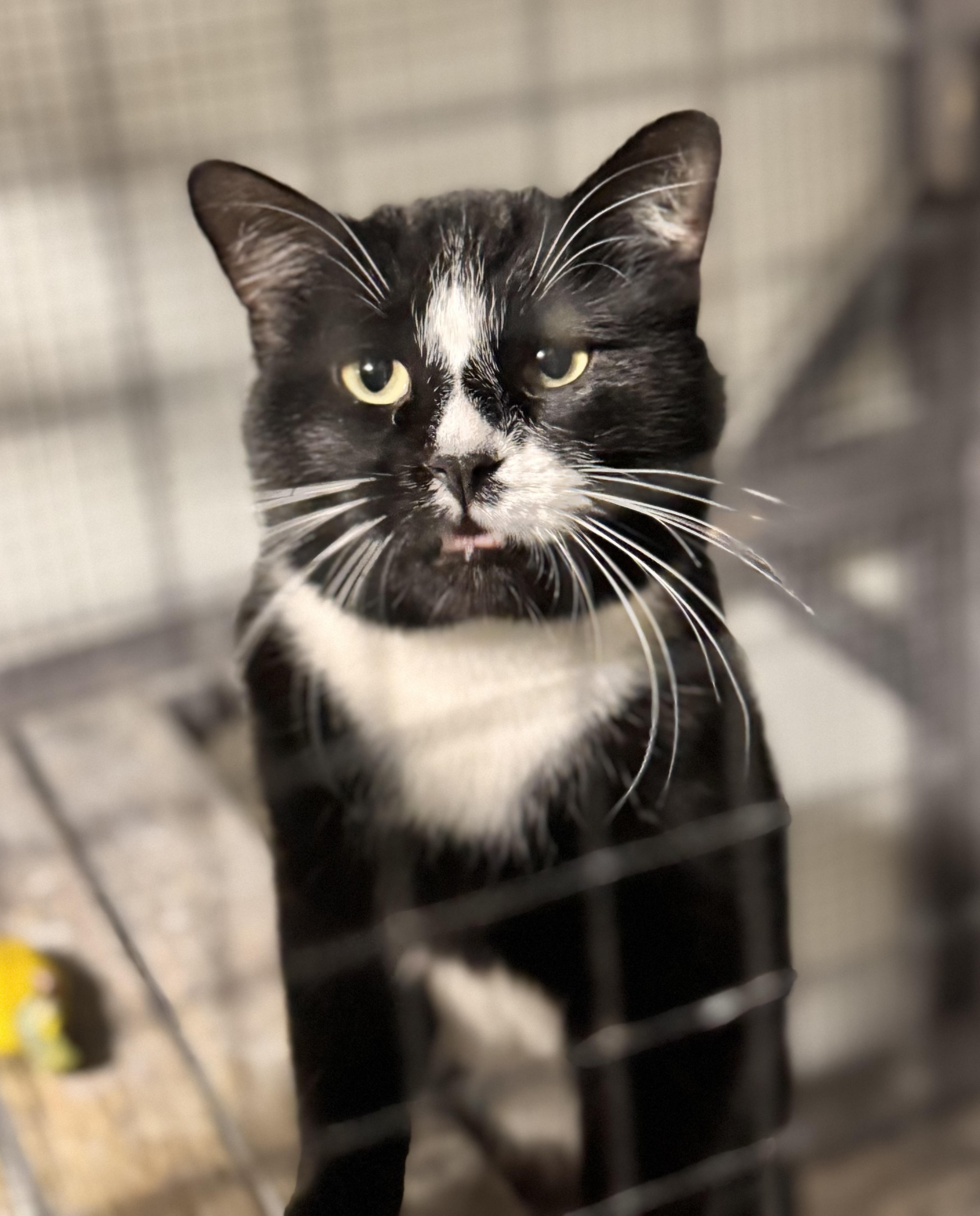 Enlarge Magic 8, a ADOPTABLE Domestic Short Hair in Erie, PA image 1/1