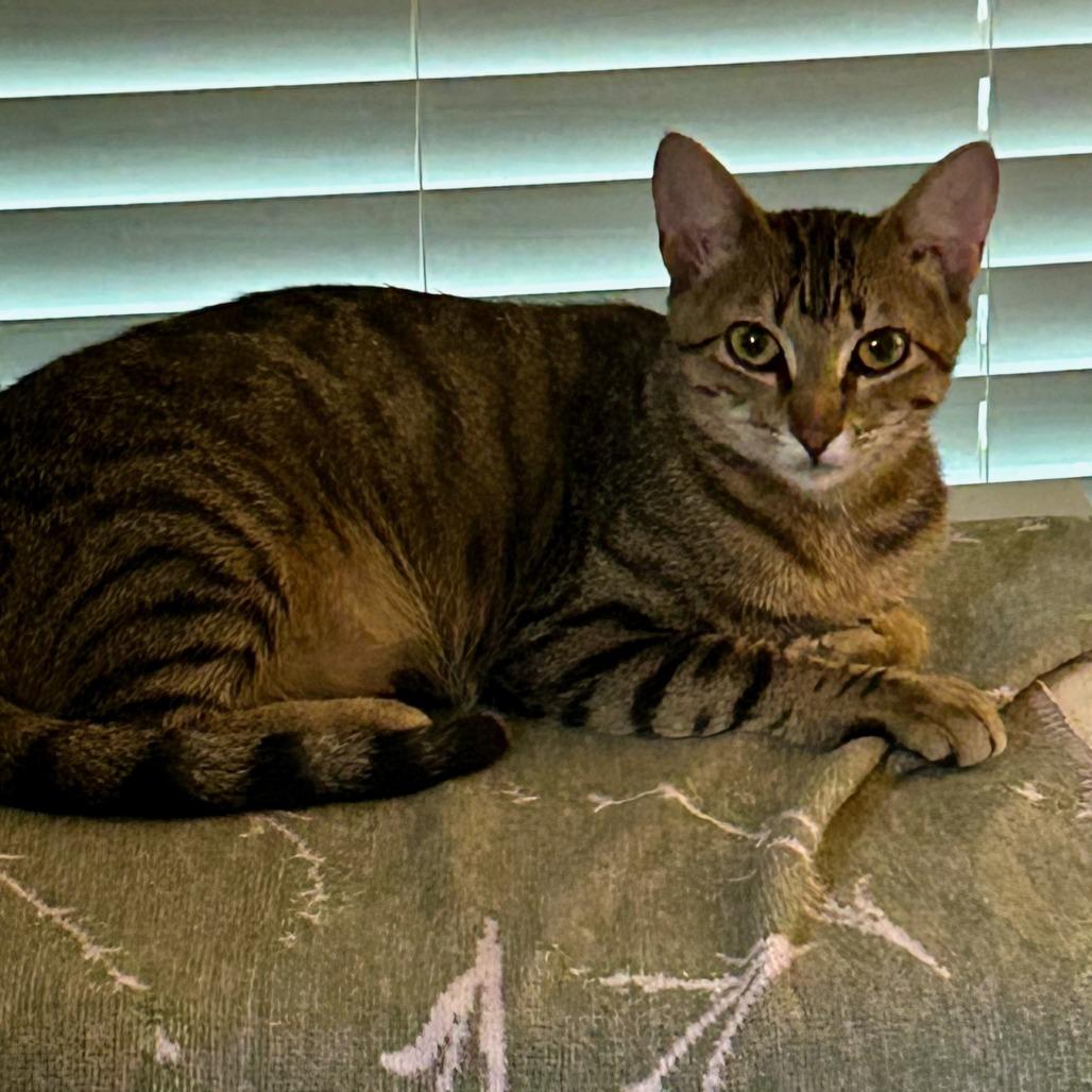 Mama Pepper, Adoptable, Young Female Domestic Short Hair.