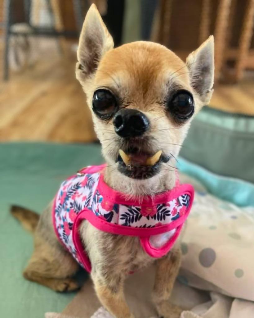 Whiskey, Adoptable, Senior Male Chihuahua.