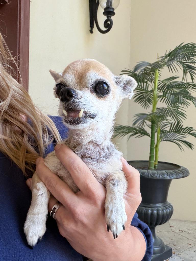 Enlarge Whiskey, a Adoptable Chihuahua in Bryan, TX image 2/2