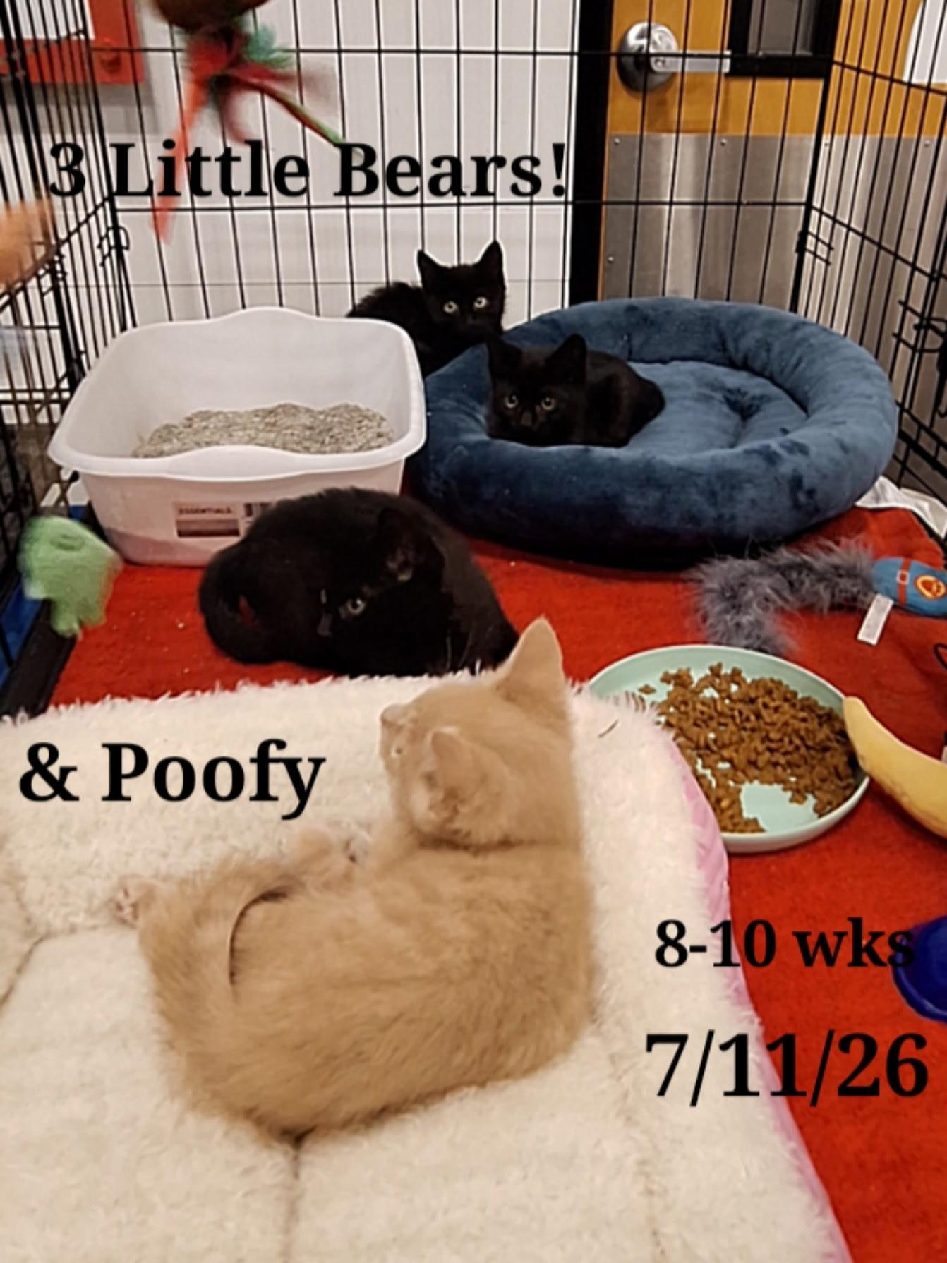 Black Bears kittens, adopted, Kitten Male Bombay.