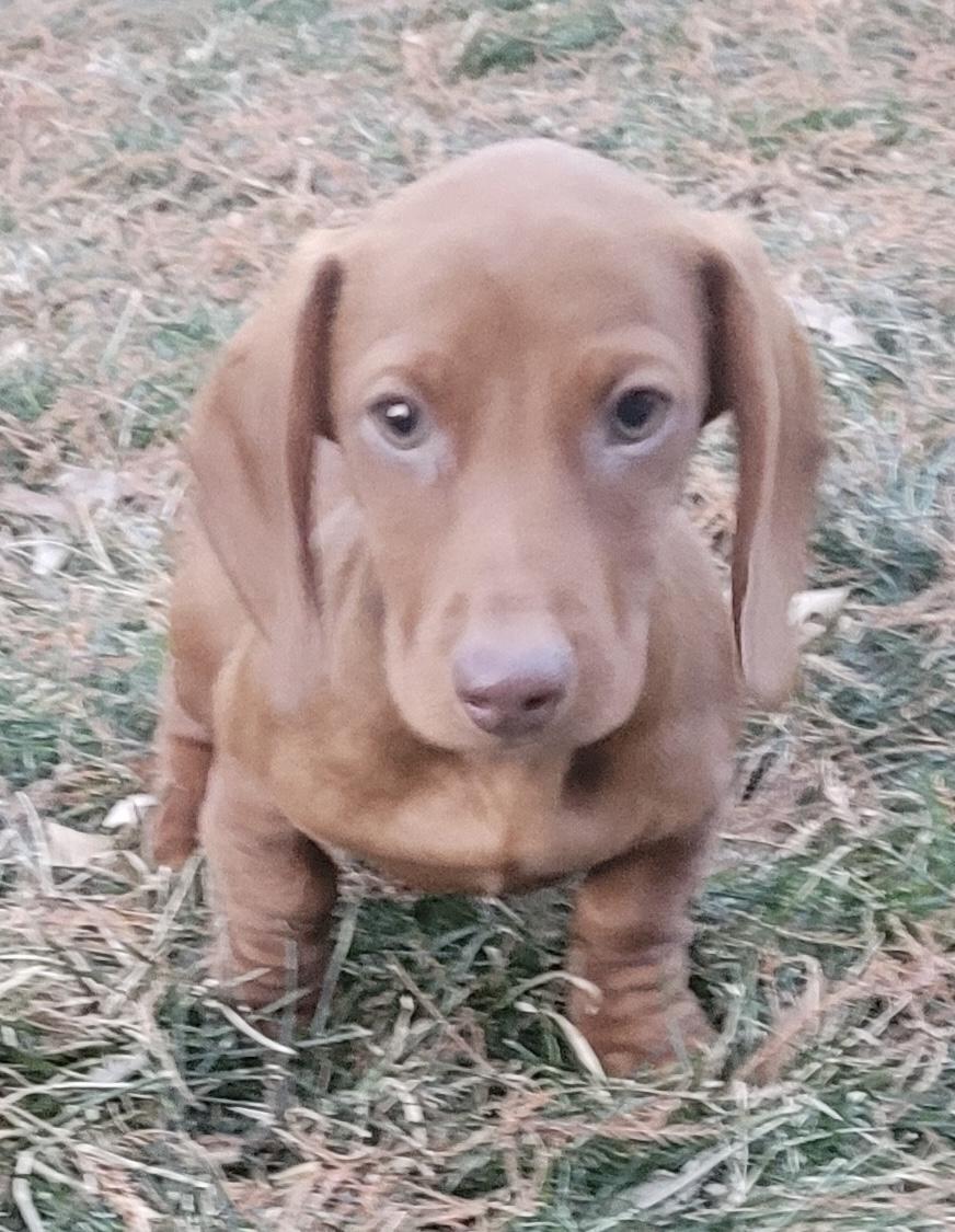 Charlie, ADOPTABLE, Puppy Male Dachshund.