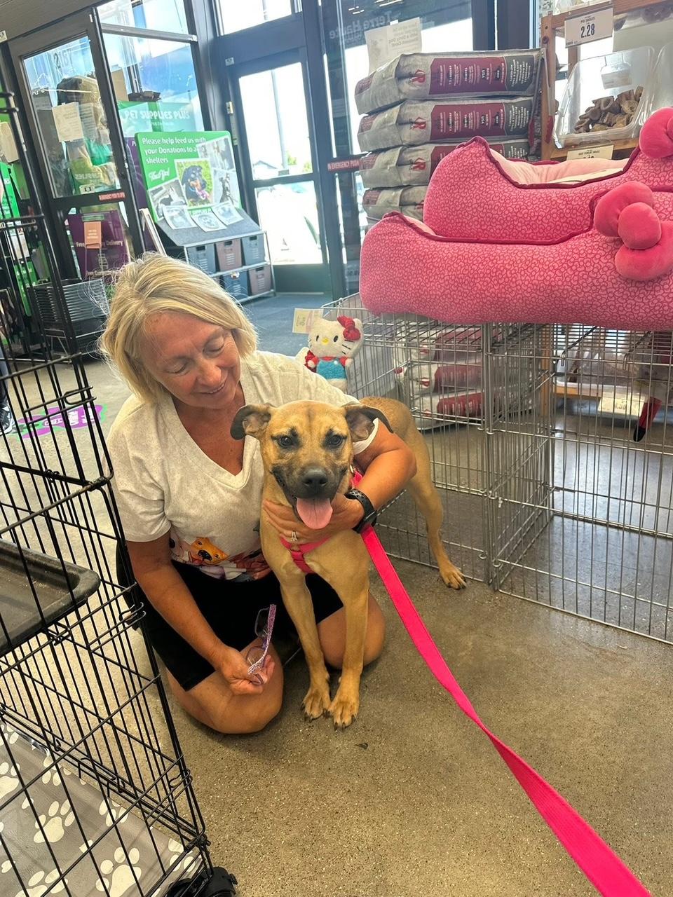 Enlarge Rose, a Adoptable mixed breed in Terre Haute, IN image 1/1