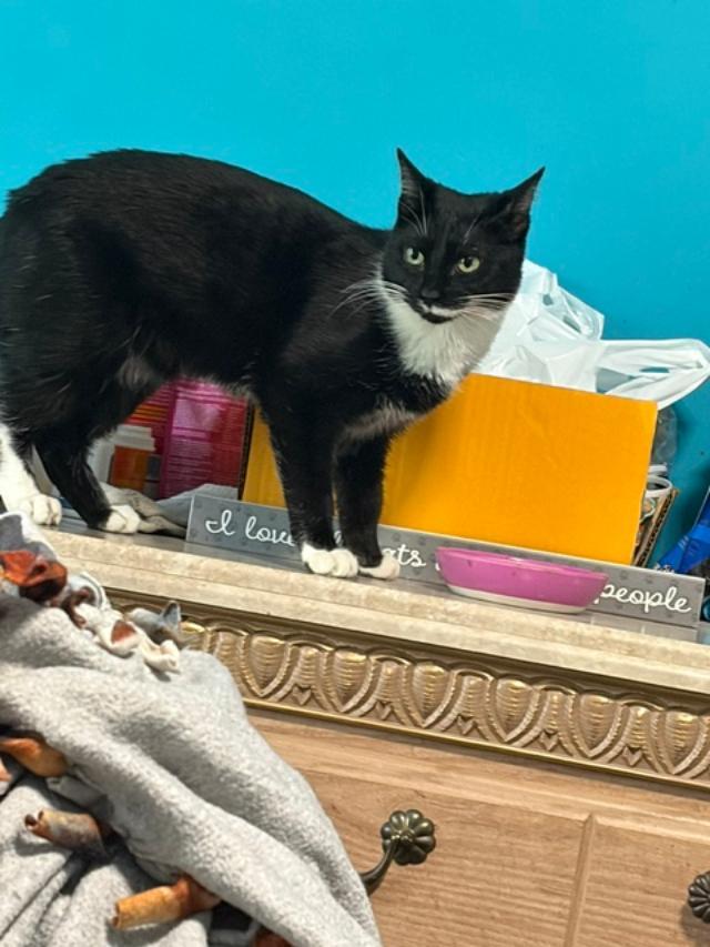 Enlarge Francis, a ADOPTABLE Domestic Short Hair in Johnsburg, IL image 3/4