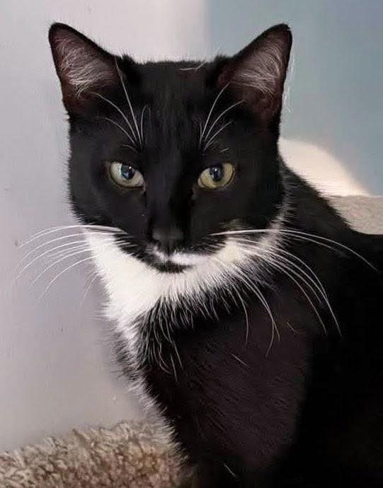 Francis, a ADOPTABLE Domestic Short Hair in Johnsburg, IL image 1/4