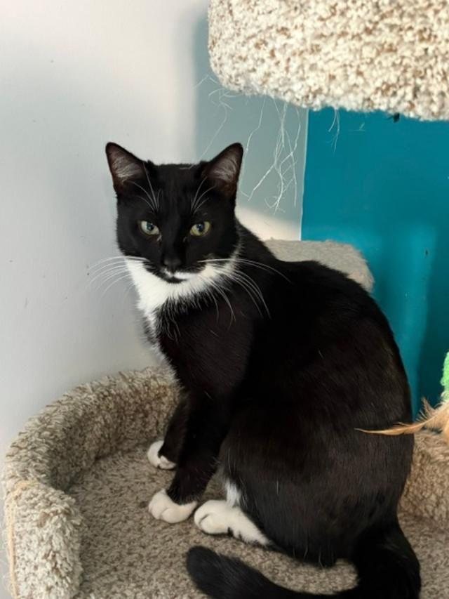 Enlarge Francis, a ADOPTABLE Domestic Short Hair in Johnsburg, IL image 1/4