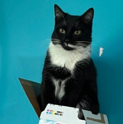 Francis, a ADOPTABLE Domestic Short Hair in Johnsburg, IL image 2/4
