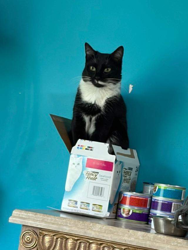 Enlarge Francis, a ADOPTABLE Domestic Short Hair in Johnsburg, IL image 2/4