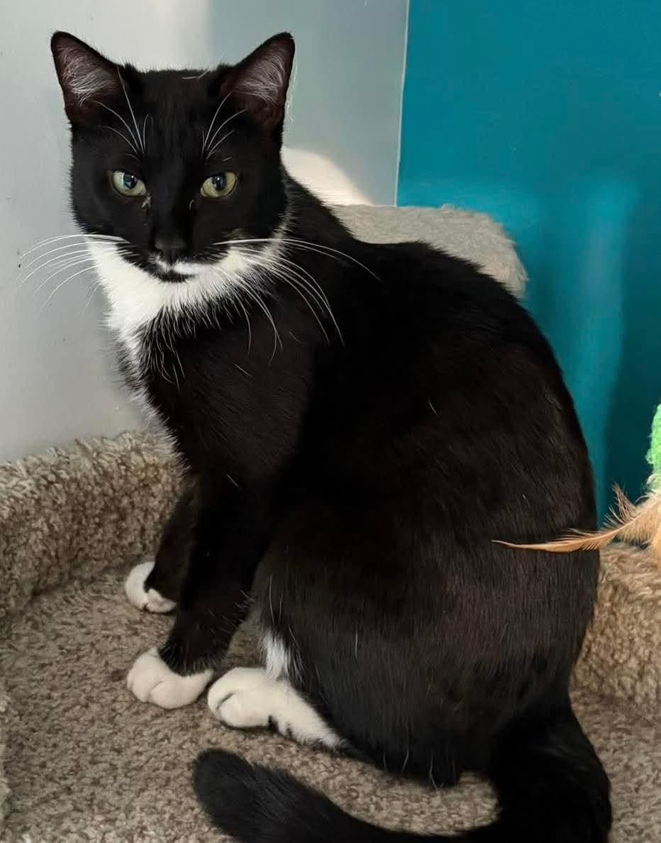 Francis, a ADOPTABLE Domestic Short Hair in Johnsburg, IL image 4/4
