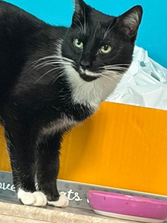 Enlarge Francis, a ADOPTABLE Domestic Short Hair in Johnsburg, IL image 4/4