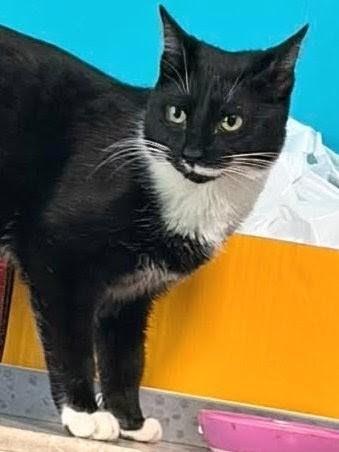 Francis, a ADOPTABLE Domestic Short Hair in Johnsburg, IL image 3/4