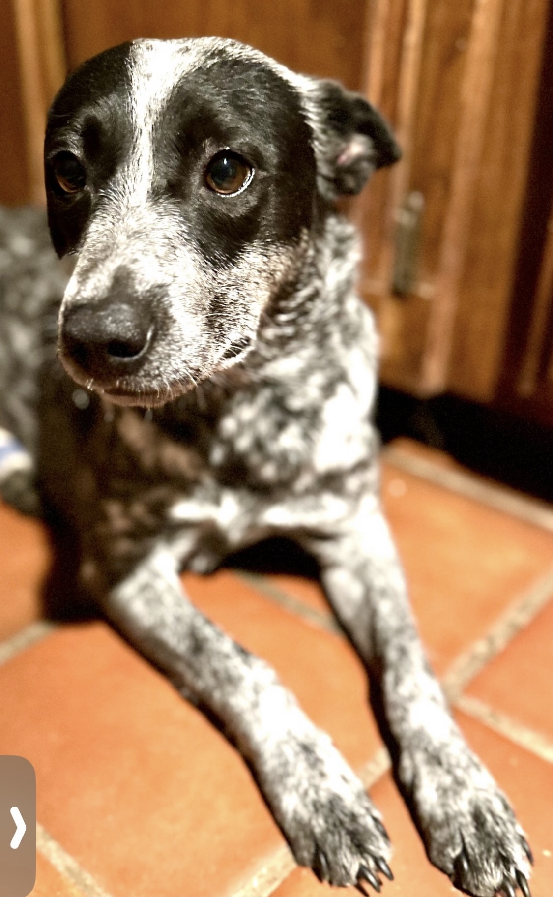 Dog for adoption Kira, an Australian Cattle Dog / Blue Heeler