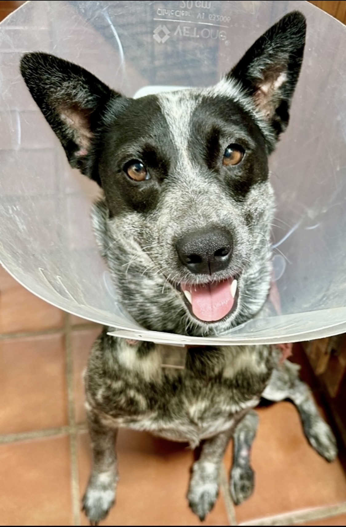 Dog for adoption Kira, an Australian Cattle Dog / Blue Heeler