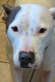 Freya (on right) , beautiful girl and well behaved! Quiet and Sweet and Playful, Adoptable, Young Female Bull Terrier.