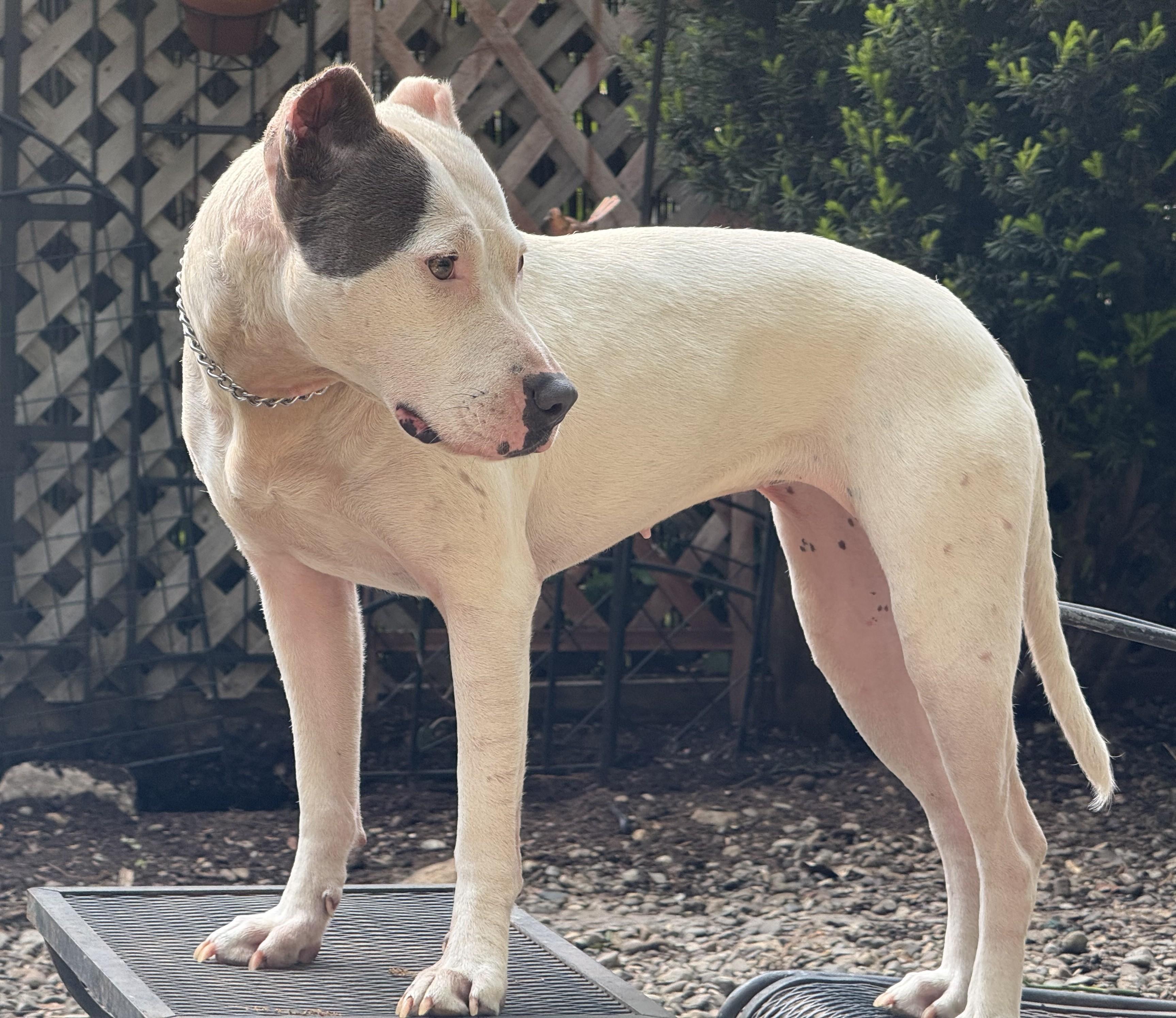 Freya is a beautiful girl and well behaved! Quiet and Sweet and Playful, Adoptable, Young Female Bull Terrier.