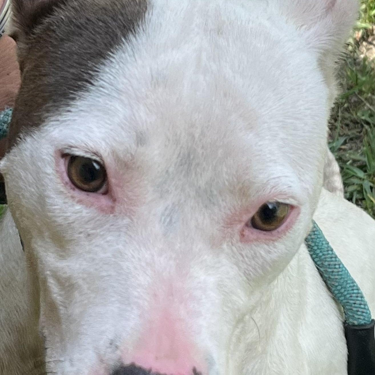 Freya (on right) , beautiful girl and well behaved! Quiet and Sweet and Playful, a Adoptable mixed breed in Danbury, CT image 4/4
