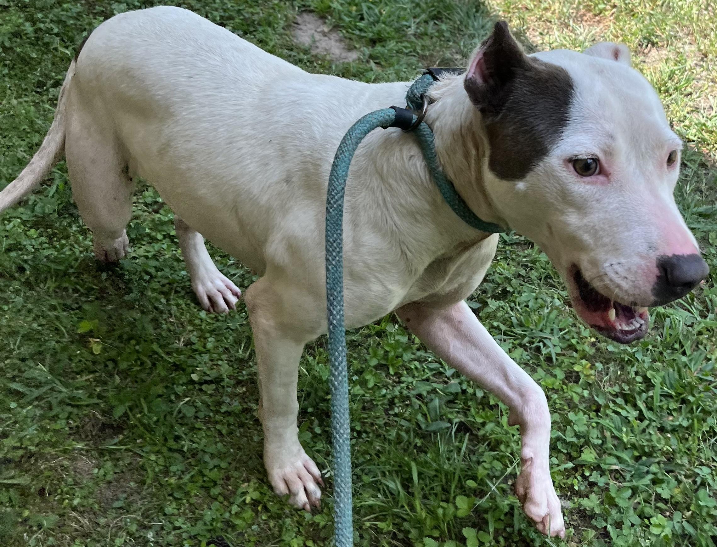 Freya (on right) , beautiful girl and well behaved! Quiet and Sweet and Playful, a Adoptable mixed breed in Danbury, CT image 3/4
