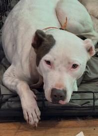 Enlarge Freya (on right) , beautiful girl and well behaved! Quiet and Sweet and Playful, a Adoptable mixed breed in Danbury, CT image 4/4